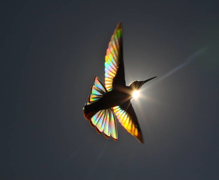 asomadetodosafetos.com - Fotógrafo registra momentos mágicos de um beija-flor com asas de arco-íris
