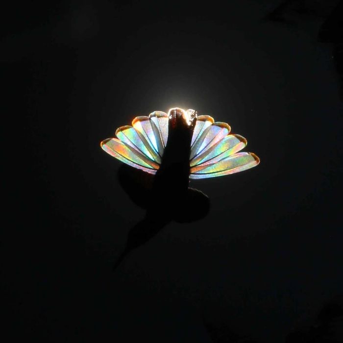 asomadetodosafetos.com - Fotógrafo registra momentos mágicos de um beija-flor com asas de arco-íris