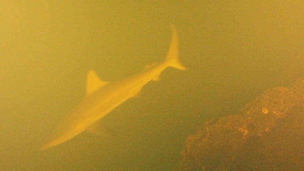 asomadetodosafetos.com - Incrível: Canal National Geographic descobre tubarões vivendo em vulcão ativo