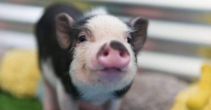 Procuram-se voluntários para fazer carinho em porquinhos resgatados