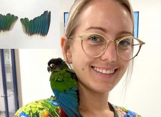 Veterinária consegue reconstruir asas de papagaio que havia sido mutilado: lição de amor