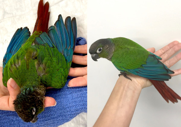 asomadetodosafetos.com - Veterinária consegue reconstruir asas de papagaio que havia sido mutilado: lição de amor