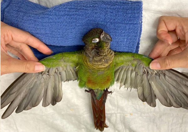 asomadetodosafetos.com - Veterinária consegue reconstruir asas de papagaio que havia sido mutilado: lição de amor