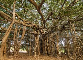 A maior árvore do mundo está na Índia e parece que foi tirada de um conto de fadas