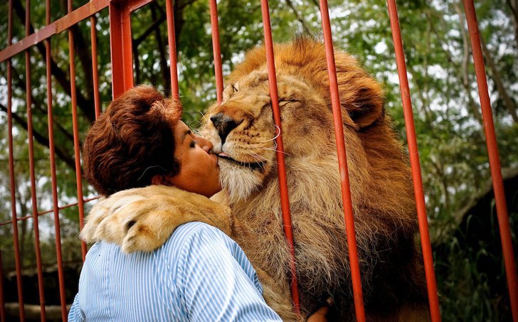 asomadetodosafetos.com - Depois de 20 anos juntos, este leão faz despedida emocionante da sua cuidadora
