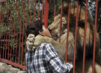Depois de 20 anos juntos, este leão faz despedida emocionante da sua cuidadora