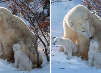 Fotógrafo registou momento fofo quando a mamãe urso beijou o seu filhote: que amor