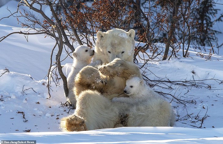 asomadetodosafetos.com - Fotógrafo registou momento fofo quando a mamãe urso beijou o seu filhote: que amor