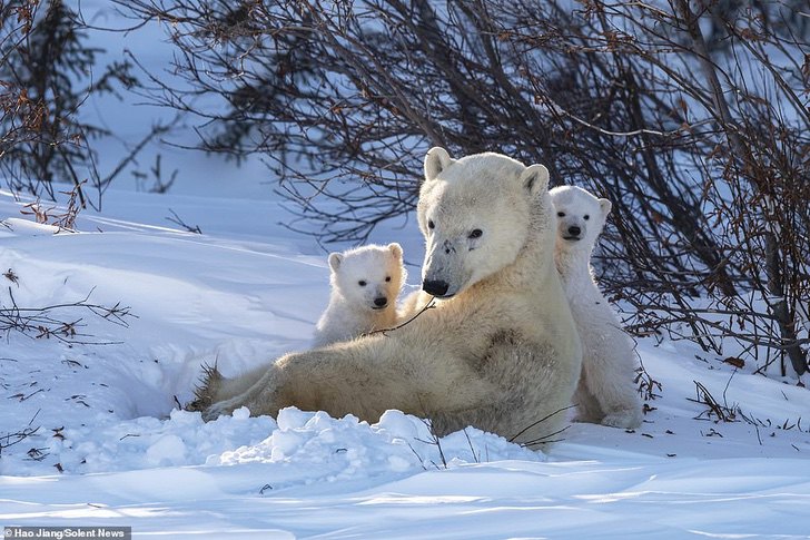 asomadetodosafetos.com - Fotógrafo registou momento fofo quando a mamãe urso beijou o seu filhote: que amor