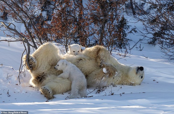 asomadetodosafetos.com - Fotógrafo registou momento fofo quando a mamãe urso beijou o seu filhote: que amor