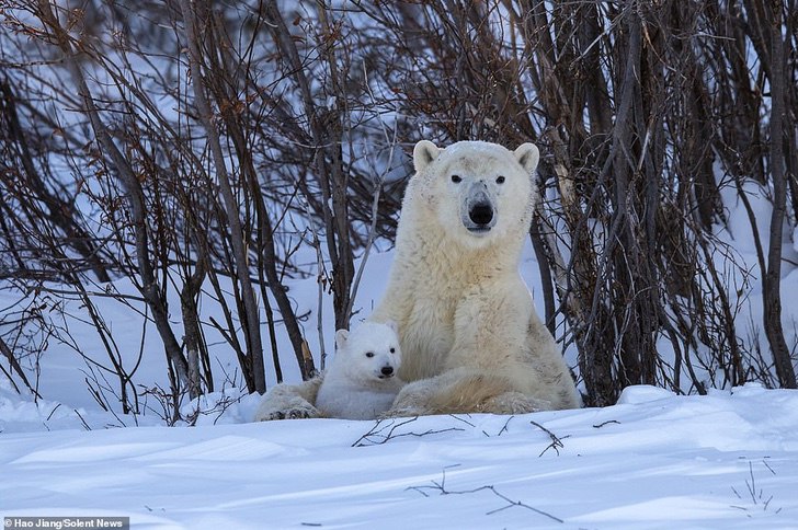 asomadetodosafetos.com - Fotógrafo registou momento fofo quando a mamãe urso beijou o seu filhote: que amor