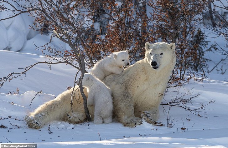 asomadetodosafetos.com - Fotógrafo registou momento fofo quando a mamãe urso beijou o seu filhote: que amor