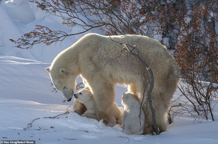 asomadetodosafetos.com - Fotógrafo registou momento fofo quando a mamãe urso beijou o seu filhote: que amor