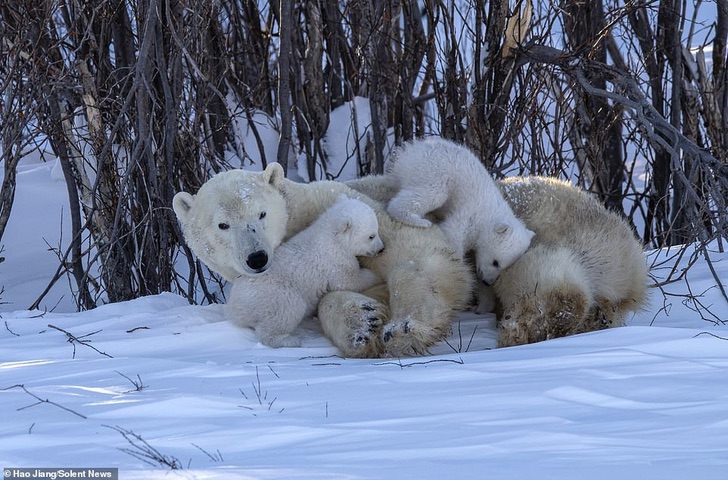 asomadetodosafetos.com - Fotógrafo registou momento fofo quando a mamãe urso beijou o seu filhote: que amor