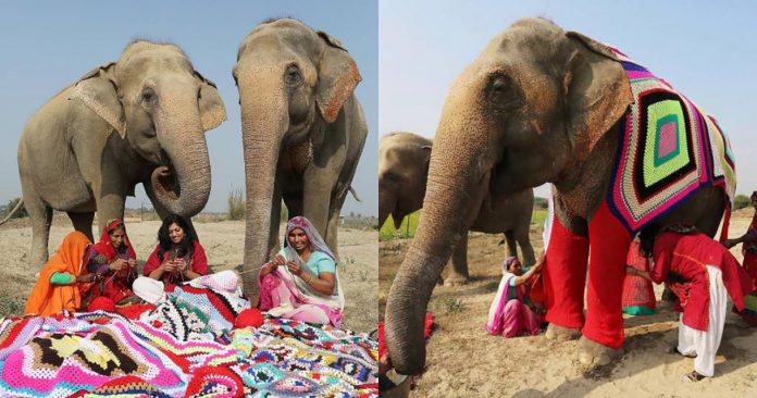 Mulheres tricotam pijamas perfeitos para proteger elefantes que foram resgatados do frio