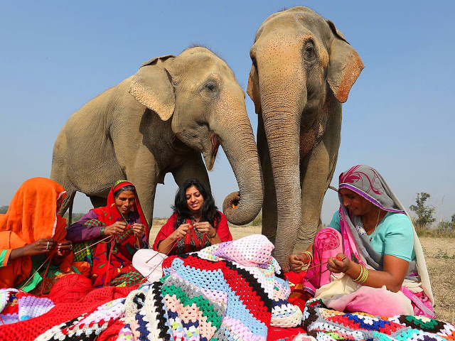 asomadetodosafetos.com - Mulheres tricotam pijamas perfeitos para proteger elefantes que foram resgatados do frio