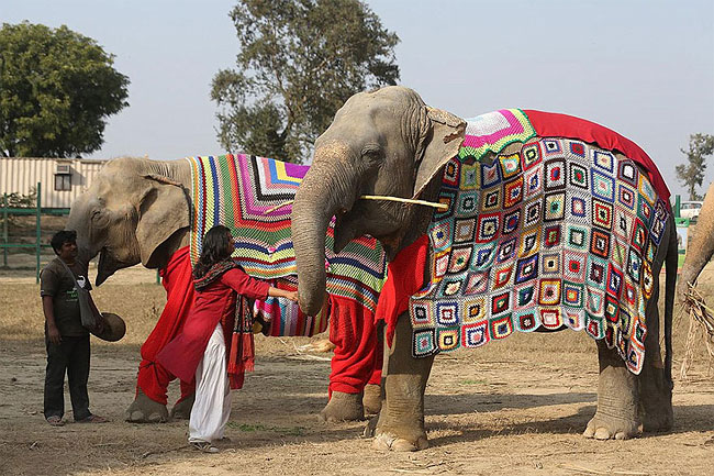 asomadetodosafetos.com - Mulheres tricotam pijamas perfeitos para proteger elefantes que foram resgatados do frio