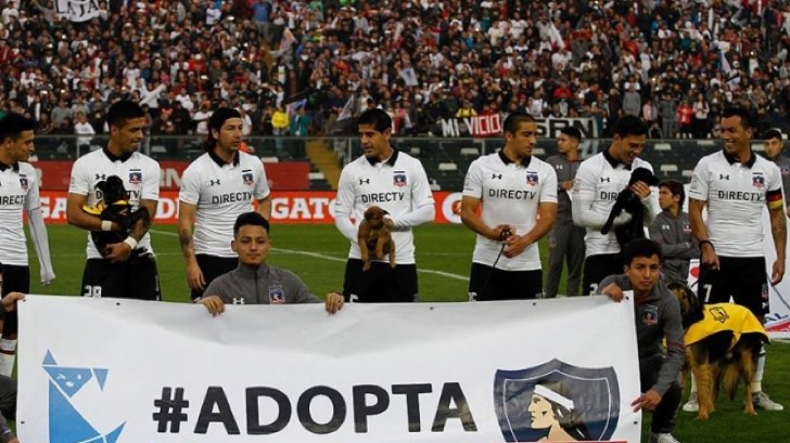 asomadetodosafetos.com - Time de futebol entra em campo com filhotes abandonados para adoção