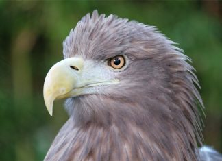 Águias-rabalvas, dadas como extintas, são vistas na Inglaterra pela 1ª vez em 240 anos