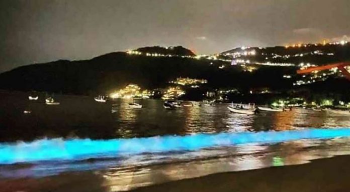 Fenômeno que faz brilhar a praia de Acapulco volta a acontecer após 60 anos