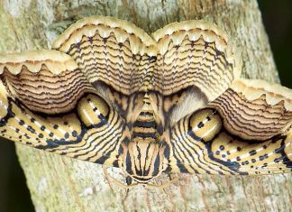 Fotógrafo retrata uma mariposa gigante com “olhos de tigre” nas asas: perfeição