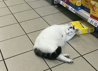 Gato tenta roubar ração de um supermercado, mas dorme na cena do crime