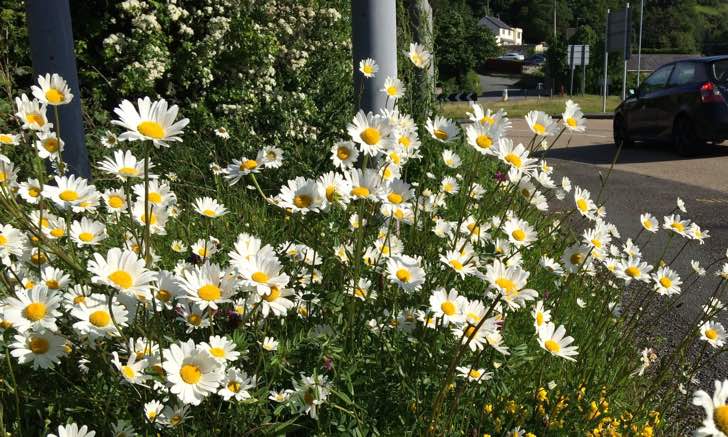 asomadetodosafetos.com - Quarentena pode gerar o melhor verão de todos os tempos para várias espécies de flores