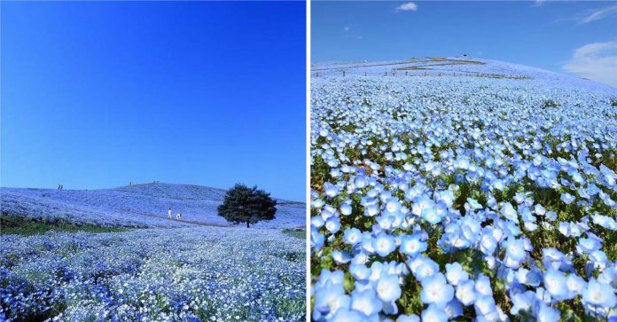 Um mar azul de 4,5 milhões de flores cresceram no Japão: frutos da quarentena