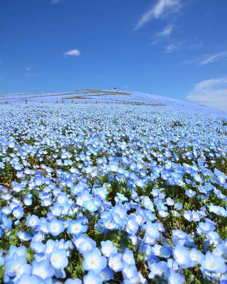 asomadetodosafetos.com - Um mar azul de 4,5 milhões de flores cresceram no Japão: frutos da quarentena