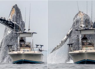 Vídeo viral mostra o incrível salto de uma baleia gigante ao lado de um pescador: SEM PALAVRAS