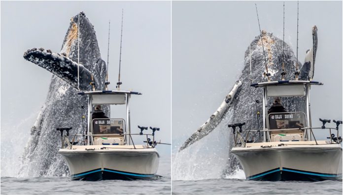 Vídeo viral mostra o incrível salto de uma baleia gigante ao lado de um pescador: SEM PALAVRAS