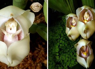 A Orquídea “Berço de Vênus”: uma flor bonita e pouco conhecida. Sua beleza é incrível