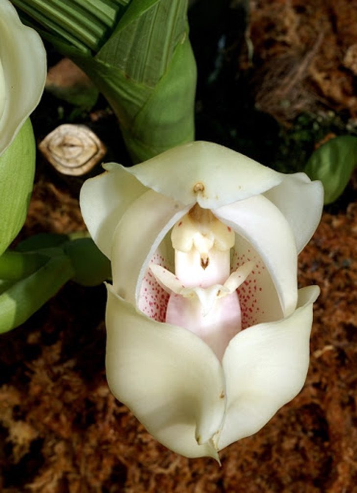 asomadetodosafetos.com - A Orquídea "Berço de Vênus": uma flor bonita e pouco conhecida. Sua beleza é incrível