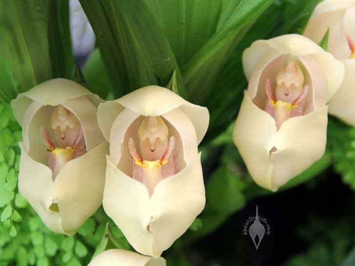 asomadetodosafetos.com - A Orquídea "Berço de Vênus": uma flor bonita e pouco conhecida. Sua beleza é incrível