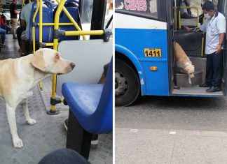 Cachorro perdido entra em ônibus todos os dias à procura do dono. A sua carinha diz tudo