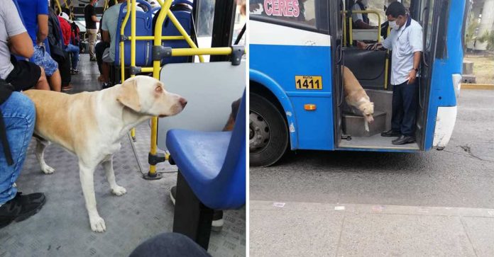 Cachorro perdido entra em ônibus todos os dias à procura do dono. A sua carinha diz tudo