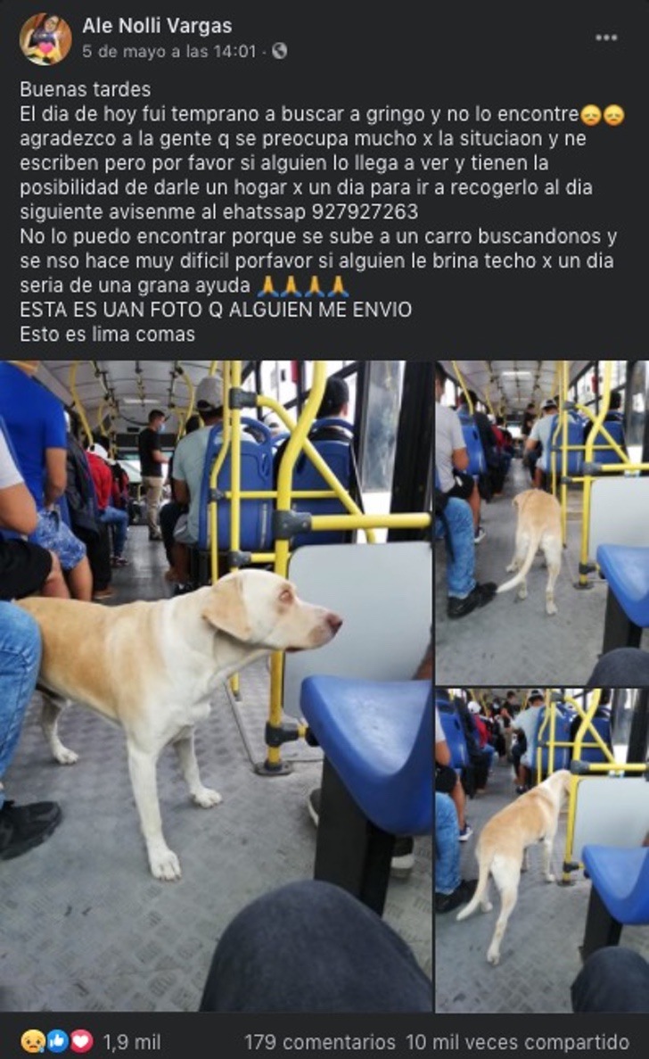 asomadetodosafetos.com - Cachorro perdido entra em ônibus todos os dias à procura do dono. A sua carinha diz tudo