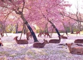 Cervos descansam à sombra das flores de uma cerejeira no Japão. Primavera sem humanos.