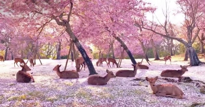 Cervos descansam à sombra das flores de uma cerejeira no Japão. Primavera sem humanos.