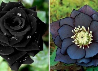 Conheça 10 flores góticas que você provavelmente gostaria de ter em seu jardim
