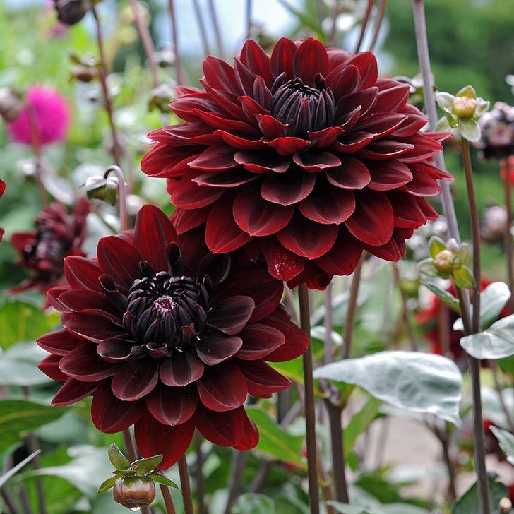 asomadetodosafetos.com - Conheça 10 flores góticas que você provavelmente gostaria de ter em seu jardim