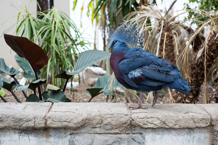 asomadetodosafetos.com - Conheça o Victoria Crowned Pigeon, um dos pássaros mais bonitos do mundo