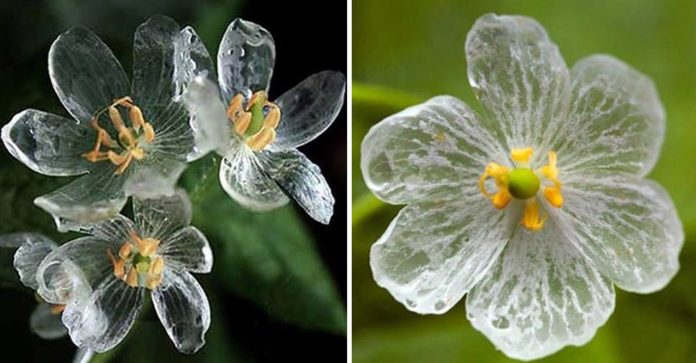 Flores raras impressionam ao ficarem transparentes quando em contato com a água