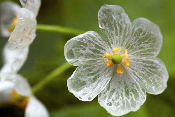 asomadetodosafetos.com - Flores raras impressionam ao ficarem transparentes quando em contato com a água