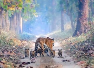 Fotografia de tigresa com os seus filhotes é uma cena de esperança na Índia