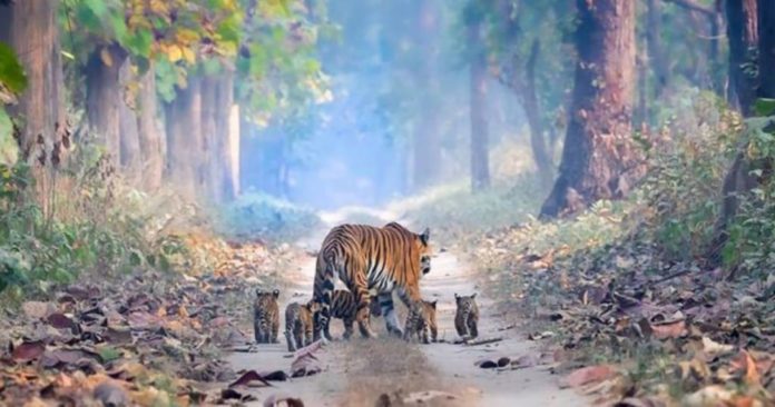 Fotografia de tigresa com os seus filhotes é uma cena de esperança na Índia
