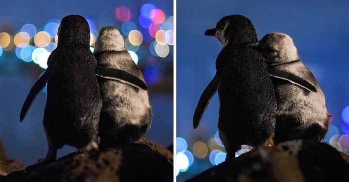 Fotógrafo registra momento em que casal de pinguins olhava para o horizonte: QUE AMOR