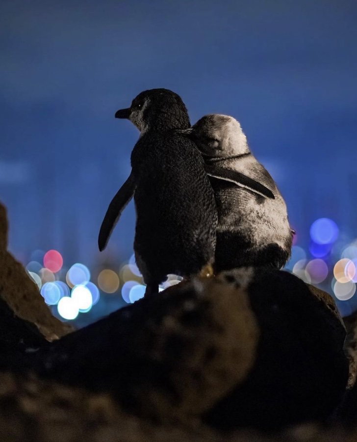 asomadetodosafetos.com - Fotógrafo registra momento em que casal de pinguins olhava para o horizonte: QUE AMOR