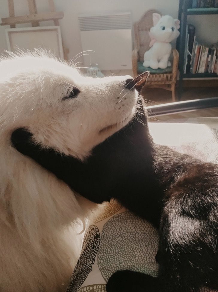 asomadetodosafetos.com - Gato foge de casa todos os dias para encontrar amigo cão. São inseparáveis de tão fofos