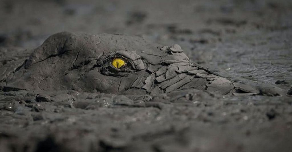 Imagem de crocodilo camuflado na lama leva importante prêmio de fotografia
